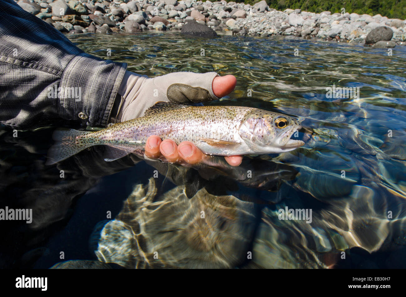 Rainbow trout caught in the Huequi River in the Northern Patagonia region of Southern Chile. Stock Photo