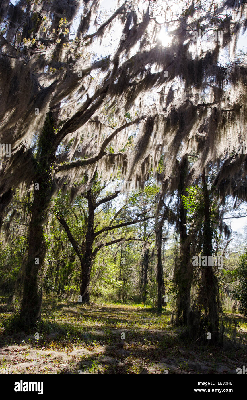Spanish moss hangs from a mixed conifer in a hardwood forest near the Altamaha River. Stock Photo