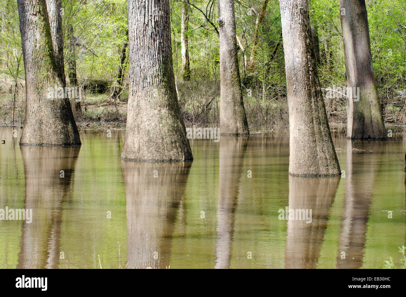 Water tupelo and cypress swamp in Moody Forest Natural Area managed by