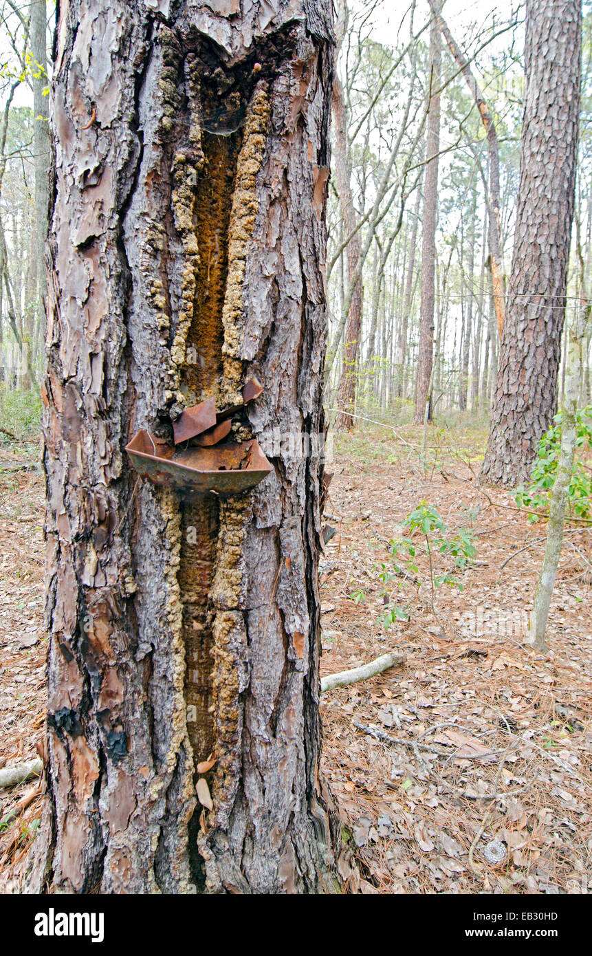 Remains of a 50-year old turpentine extraction process from a longleaf pine in Moody Forest Natural Area managed by The Nature Conservancy. Stock Photo