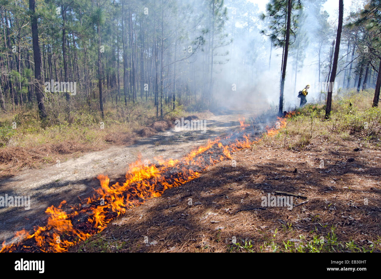 A firefighter lights a prescribed fire in the Moody Forest Natural Area managed by The Nature Conservancy. Stock Photo