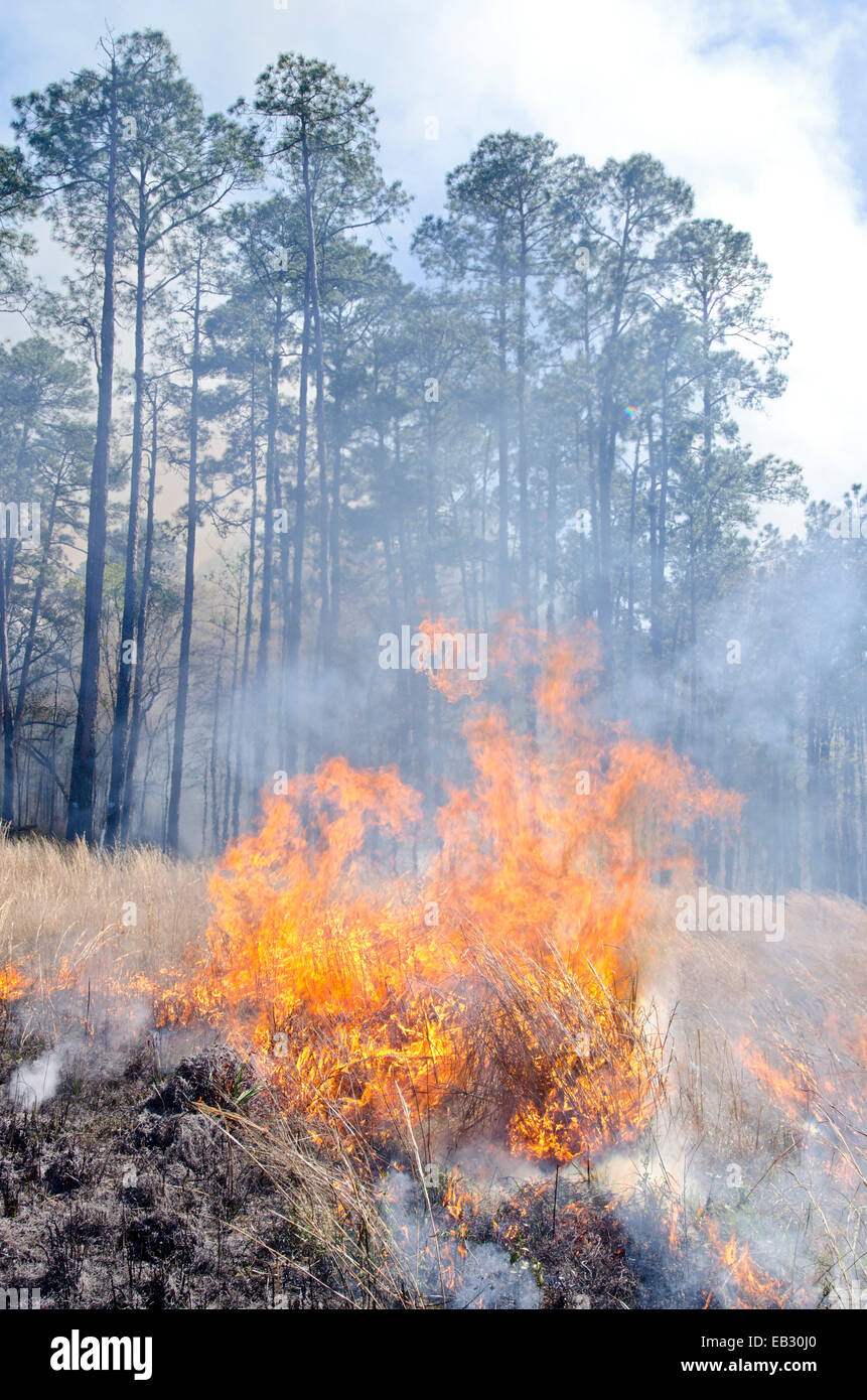 A prescribed burn in Moody Forest Natural Area managed by The Nature Conservancy. Stock Photo