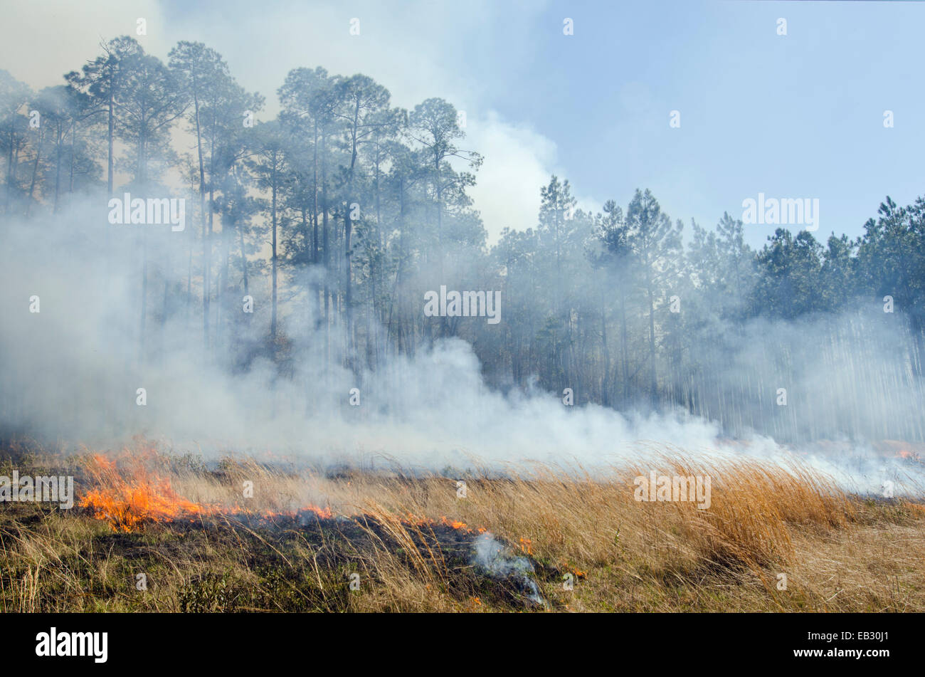 A prescribed burn in Moody Forest Natural Area managed by The Nature Conservancy. Stock Photo