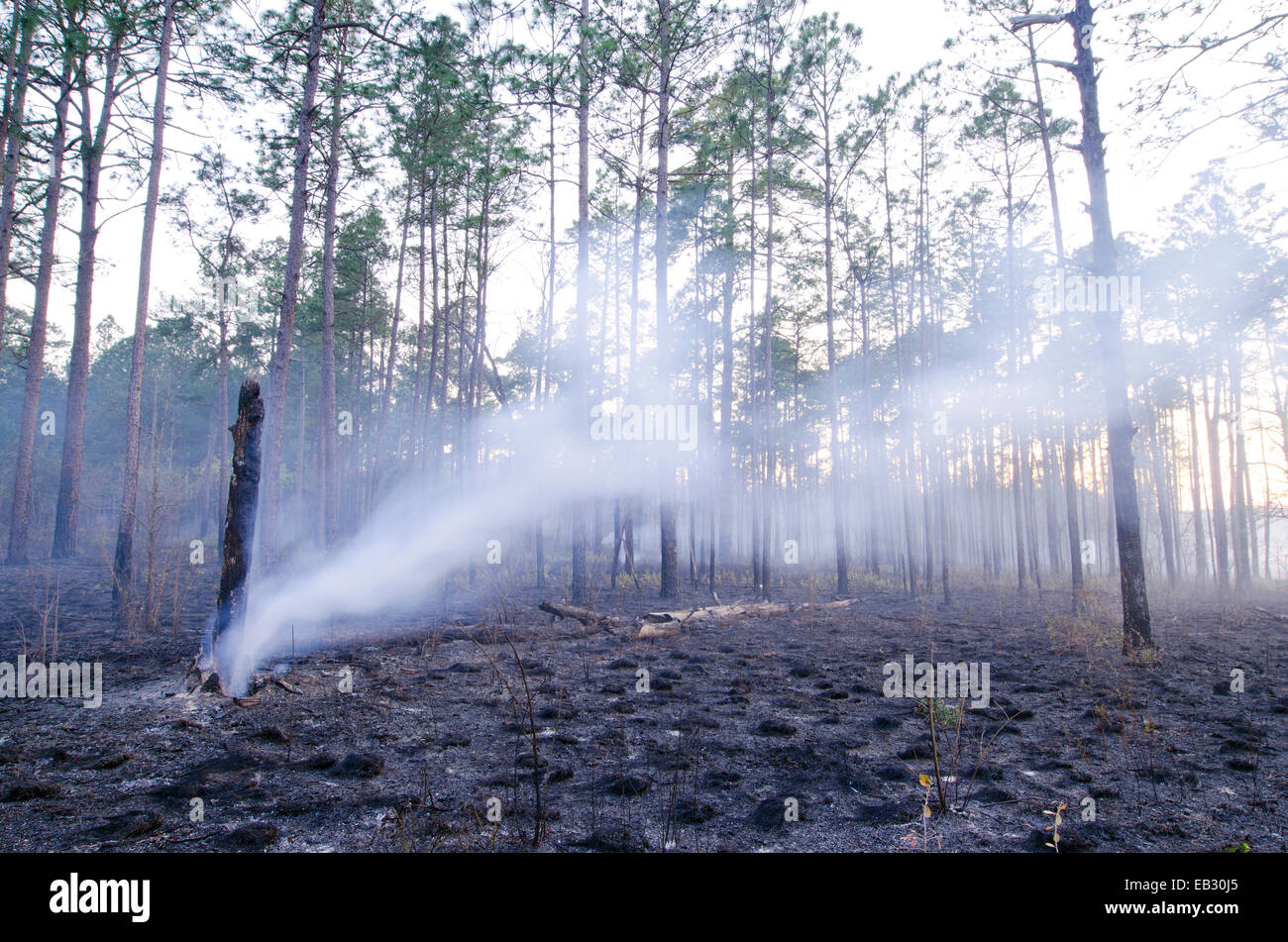 Aftermath of a prescribed burn in a longleaf pine forest in Moody