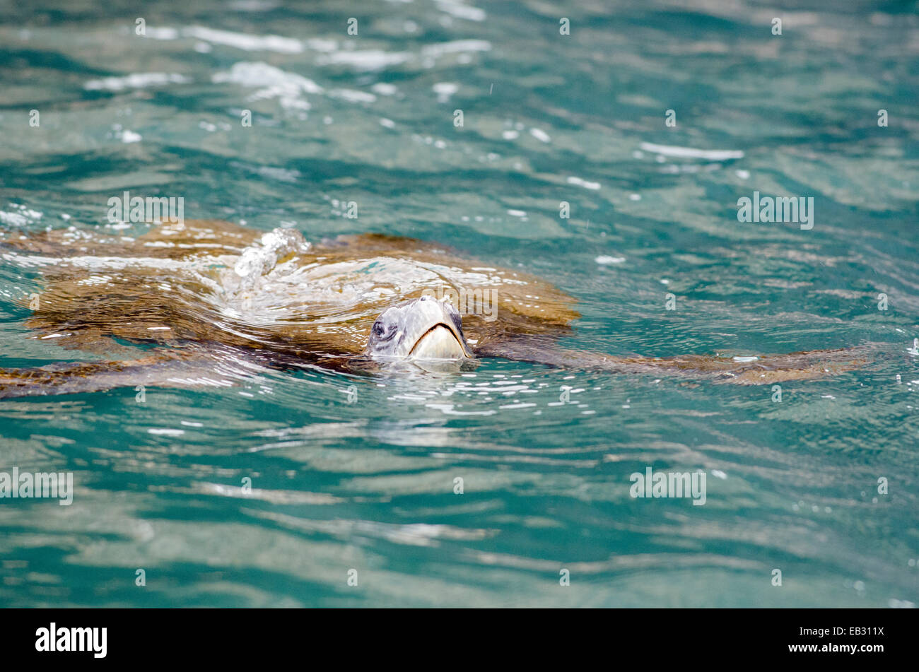 A green sea turtle surfaces at Punta Vicente Roca on Isabela Island in Galapagos National Park. Stock Photo
