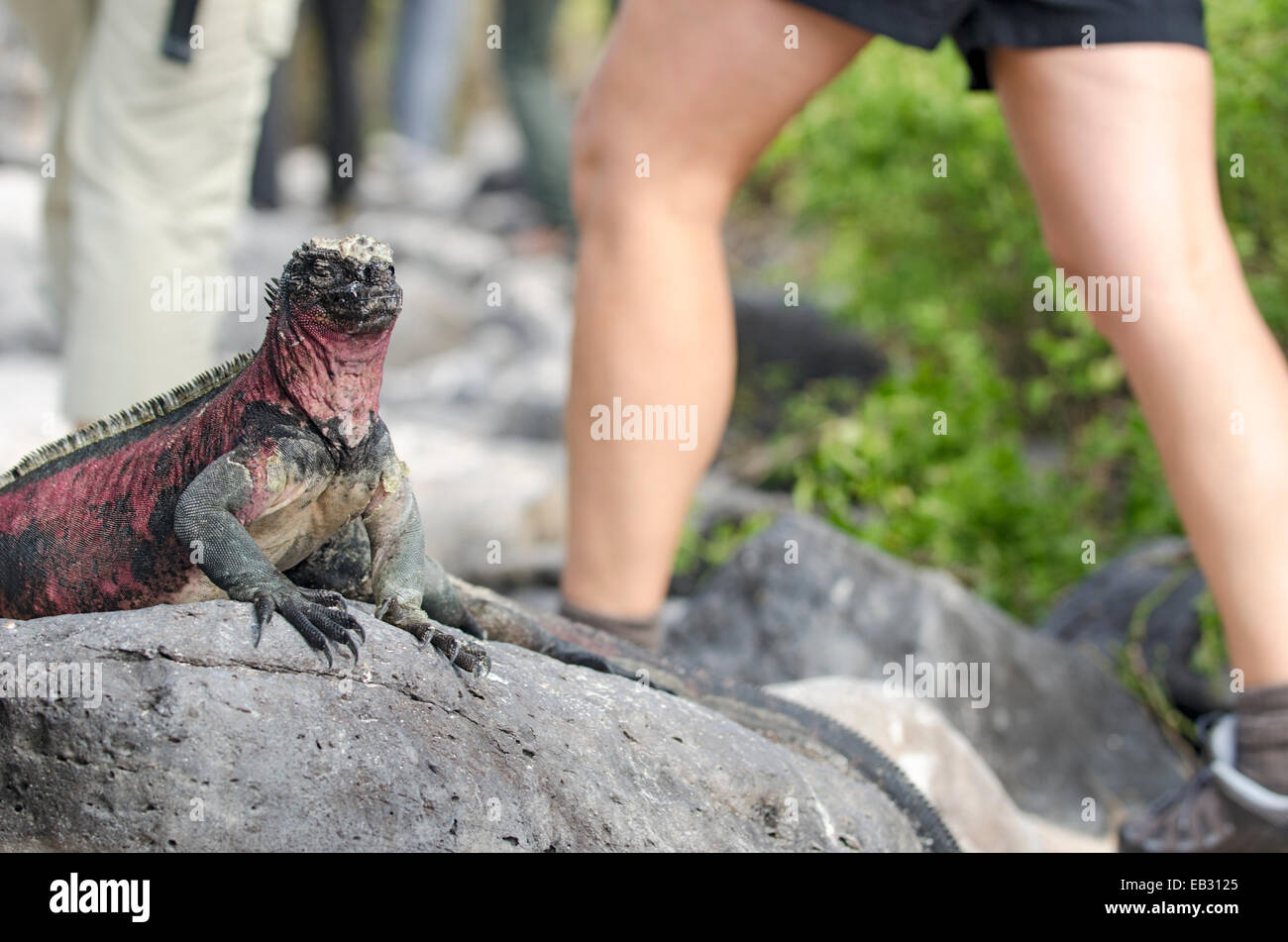 An Espanola marine iguana and tourist at Punta Suarez on Espanola Island in Galapagos National Park. Stock Photo