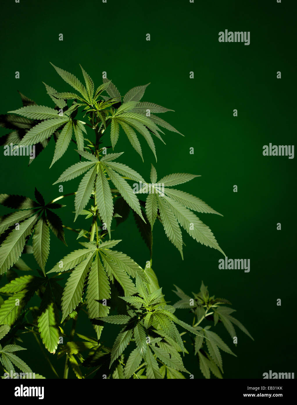 Stubborn weed hi-res stock photography and images - Alamy