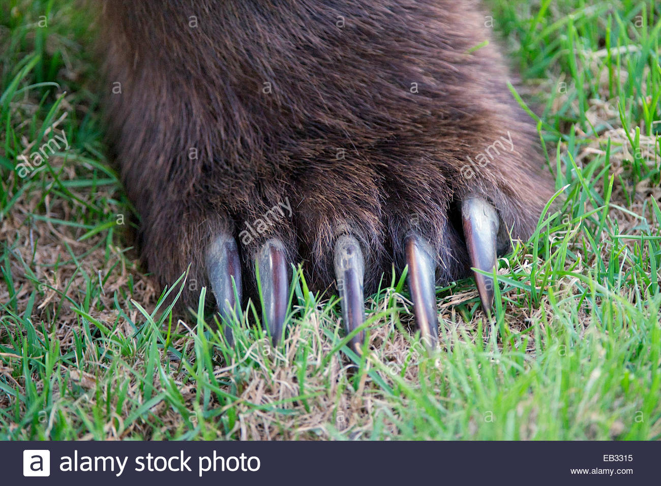 Sharp Claws Stock Photos & Sharp Claws Stock Images Alamy