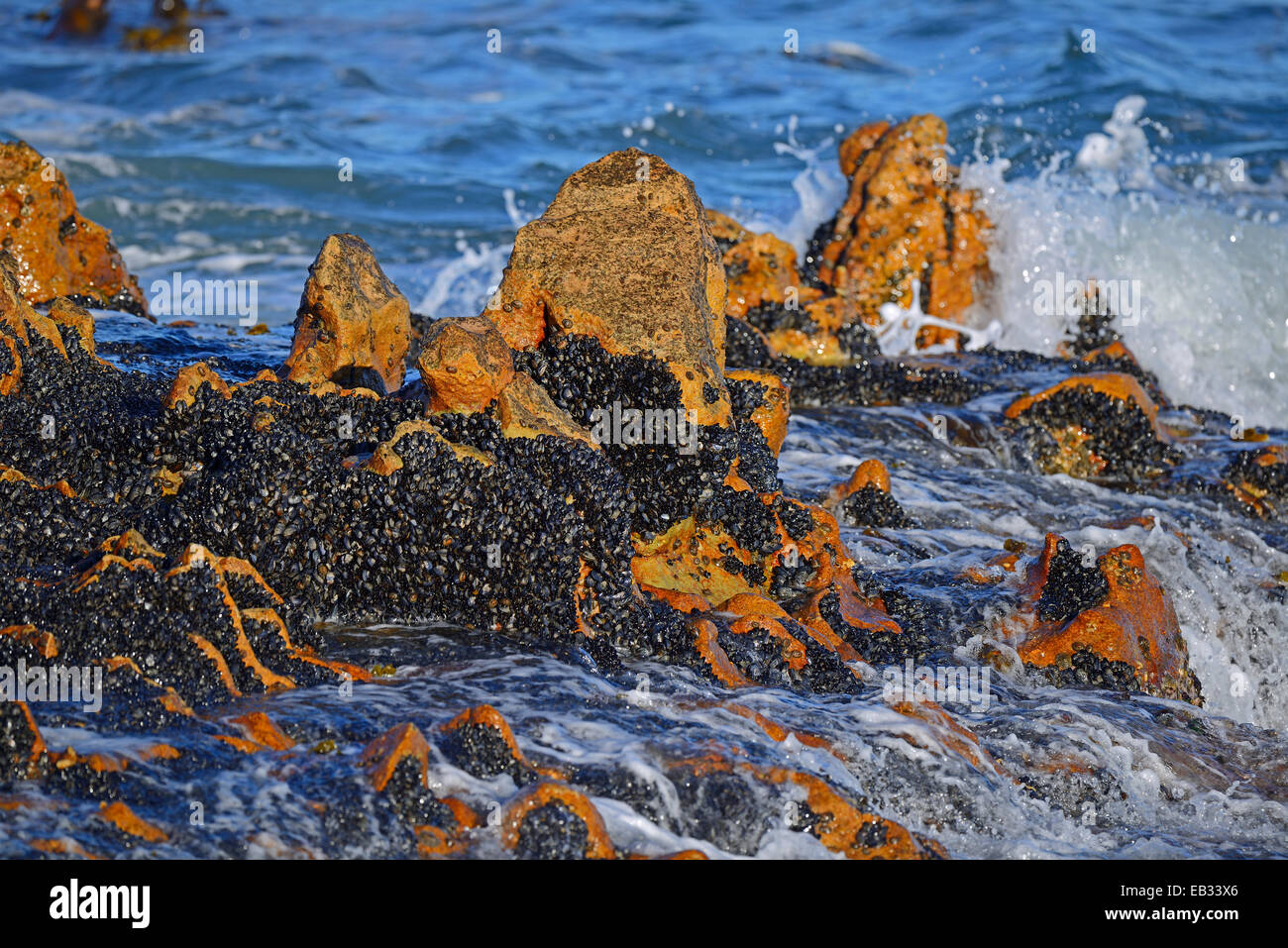 Mussel bed on rocks, Bird Island, Lambert's Bay, Western Cape, South Africa Stock Photo Alamy