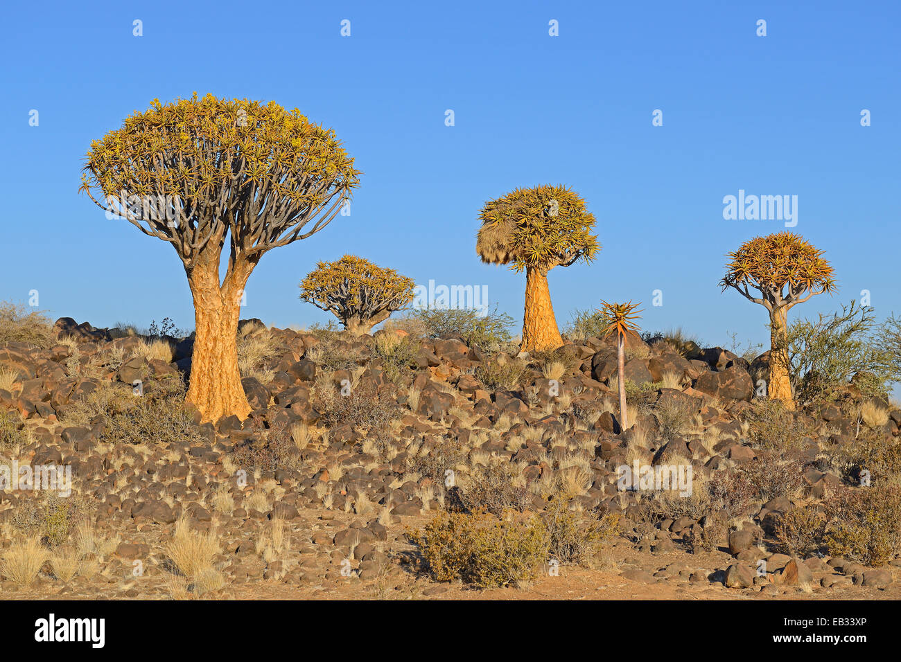 Quiver Trees or Kokerbooms (Aloe dichotoma), Keetmanshoop, Karas Region, Namibia Stock Photo