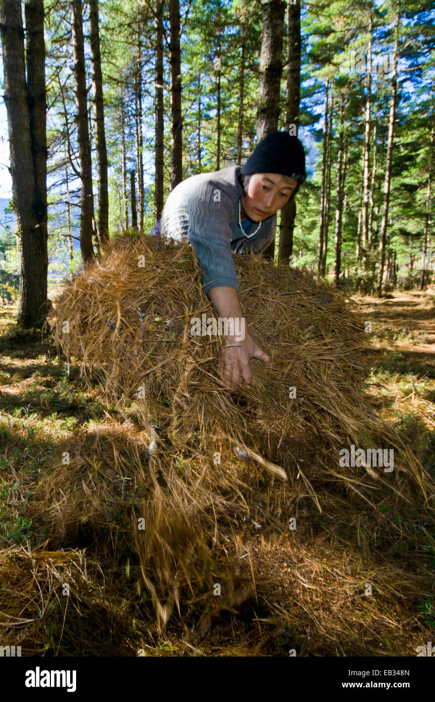 A farmer rakes and gathers pine needles in a bundle to be used as bedding in the barn for her animals. Stock Photo