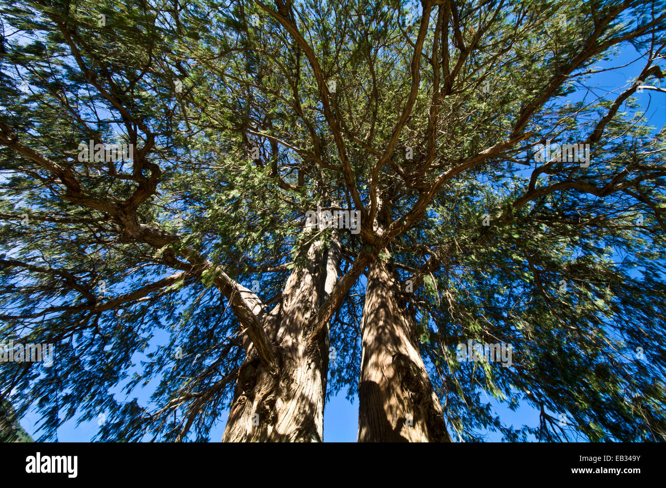 The enormous ribbed trunk and sprawling canopy of Bhutan's national tree the Bhutan Cypress. Stock Photo