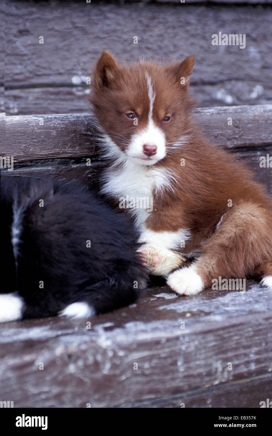 Canadian eskimo sales dog puppies