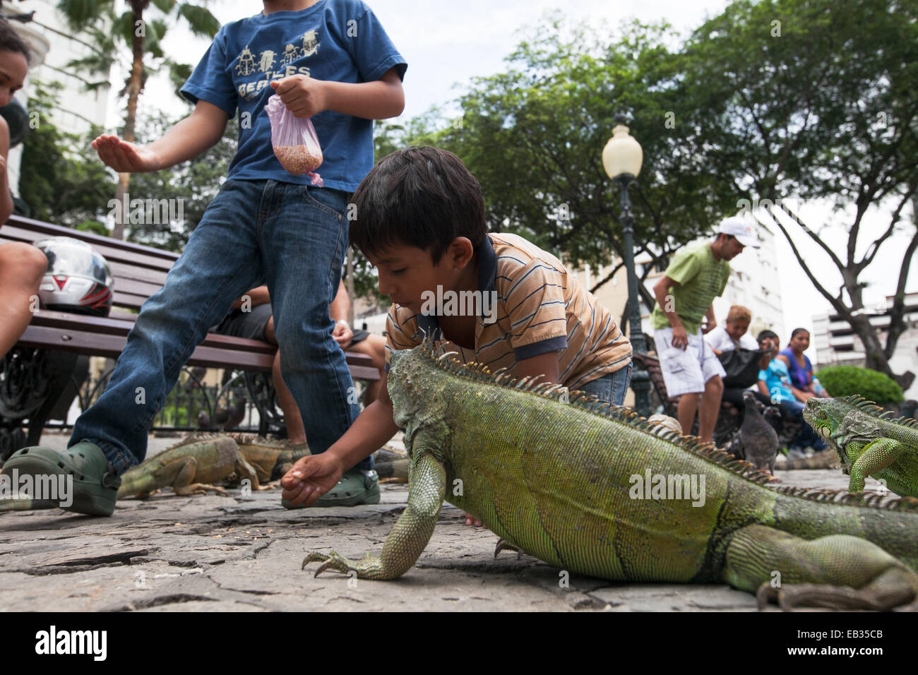 A Young Boy Feeding Birds And Iguanas In Guayaquil S Photo Inspiration