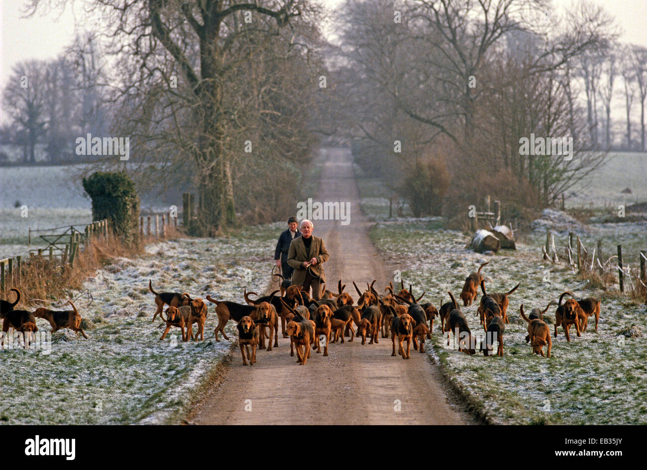 Hunting hounds hires stock photography and images Alamy