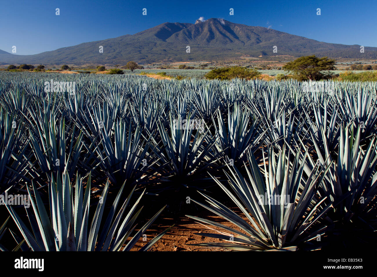 Field of agaves, Tequila, Jalisco, Mexico Stock Photo Alamy