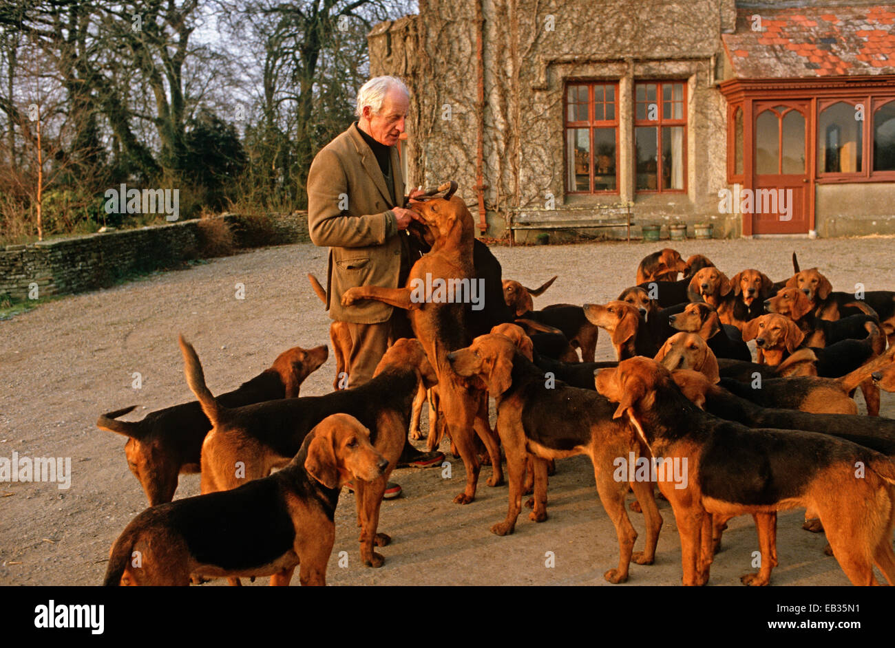 HUNTING HOUNDS, COUNTY KILKENNY, IRELAND Stock Photo Alamy