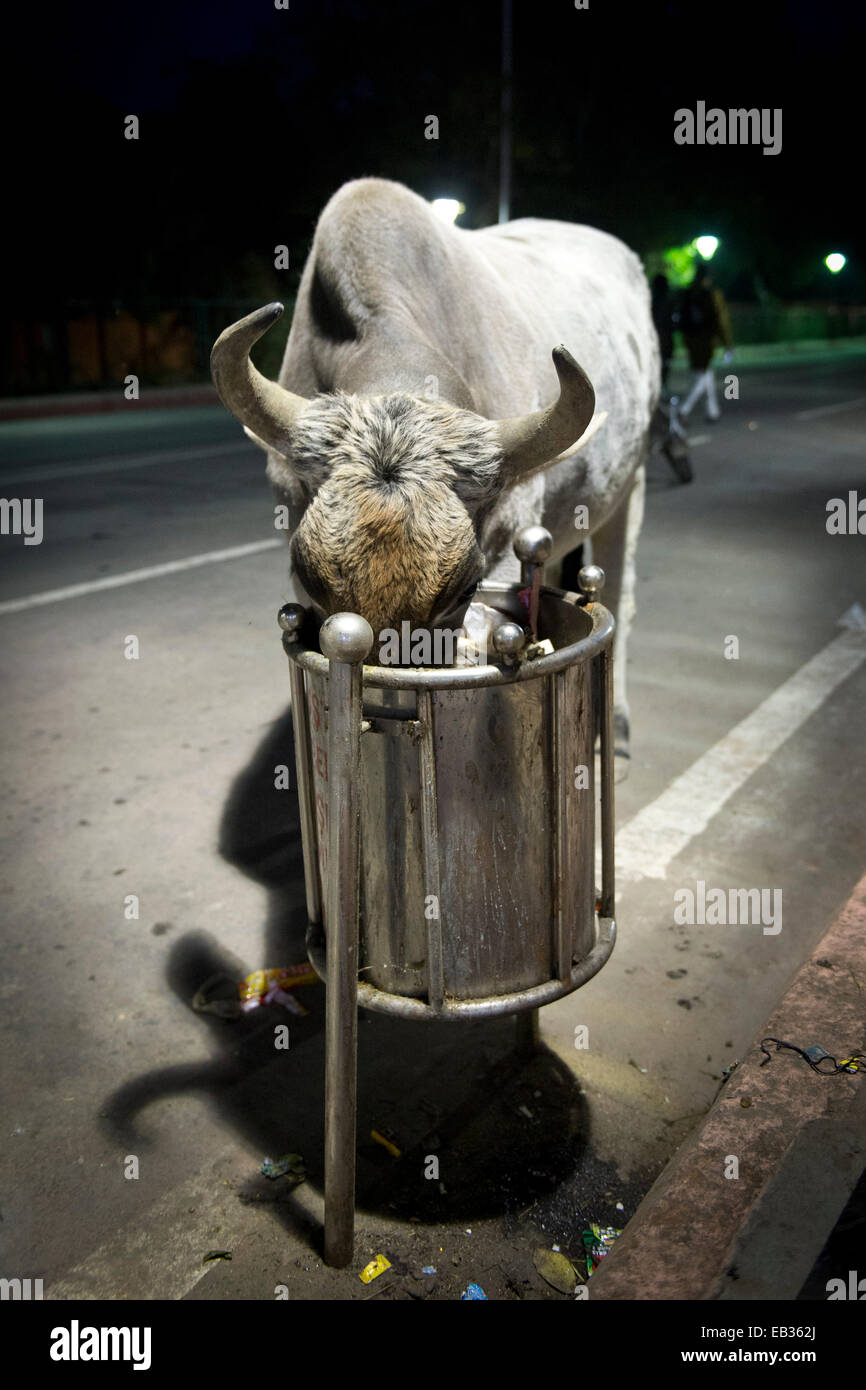 Cow feeding from a rubbish bin, Agra, Uttar Pradesh, India Stock Photo