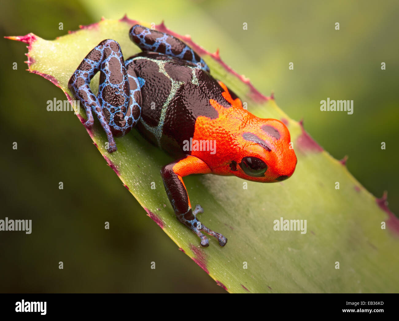 tropical poison arrow frog from amazon rain forest Peru. Bright coulored amphibian with red head and blue legs. Poisonous rainfo Stock Photo
