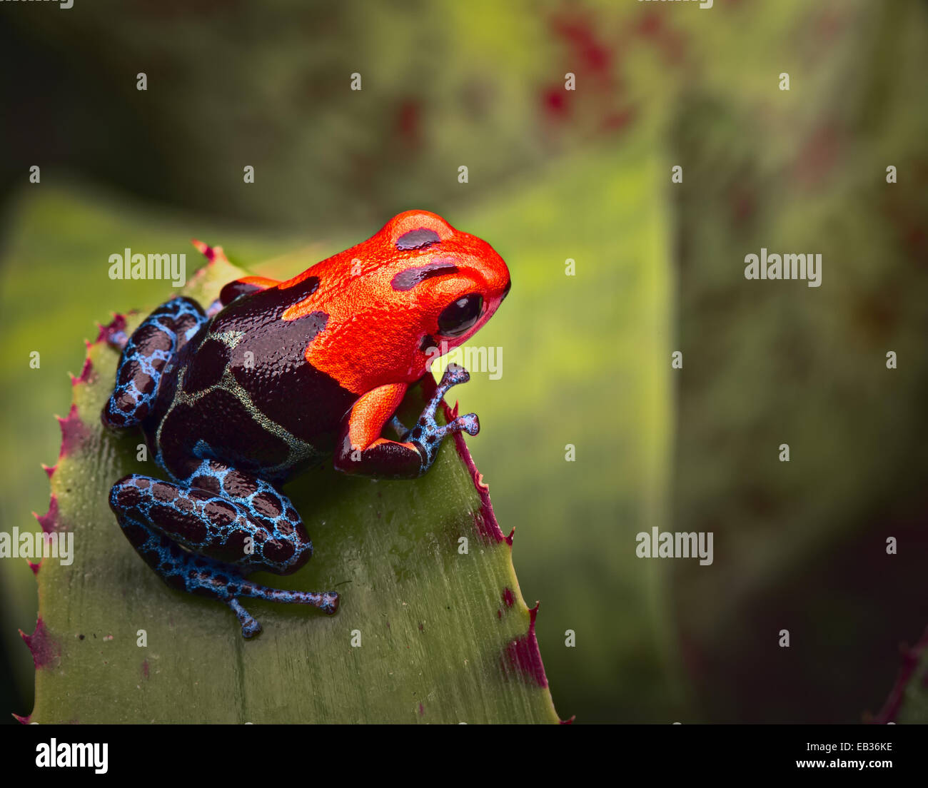 red poison arrow frog from Amazon rain forest in Peru macro of Stock ...
