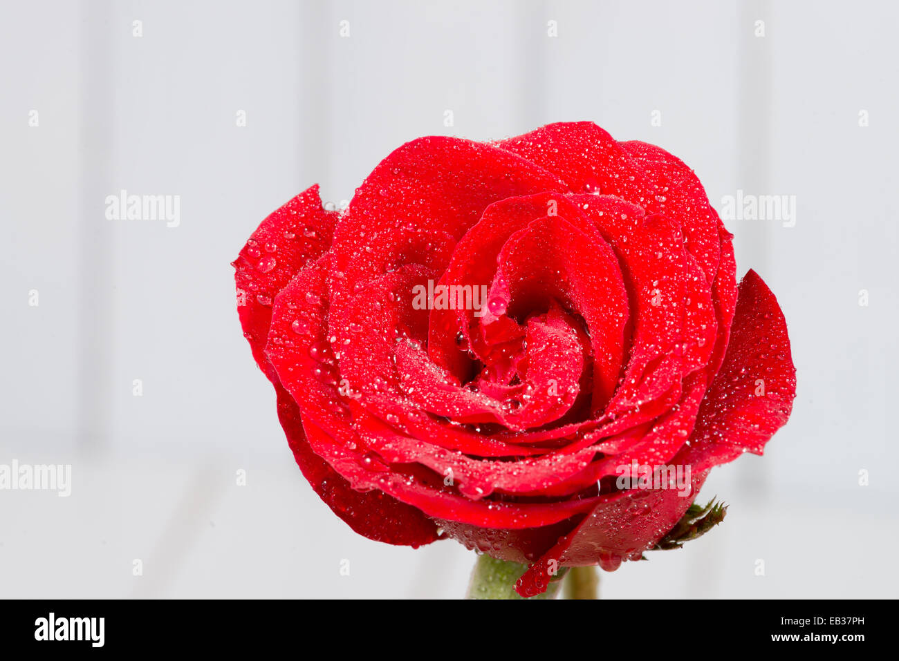 the red roses on wooden background Stock Photo - Alamy