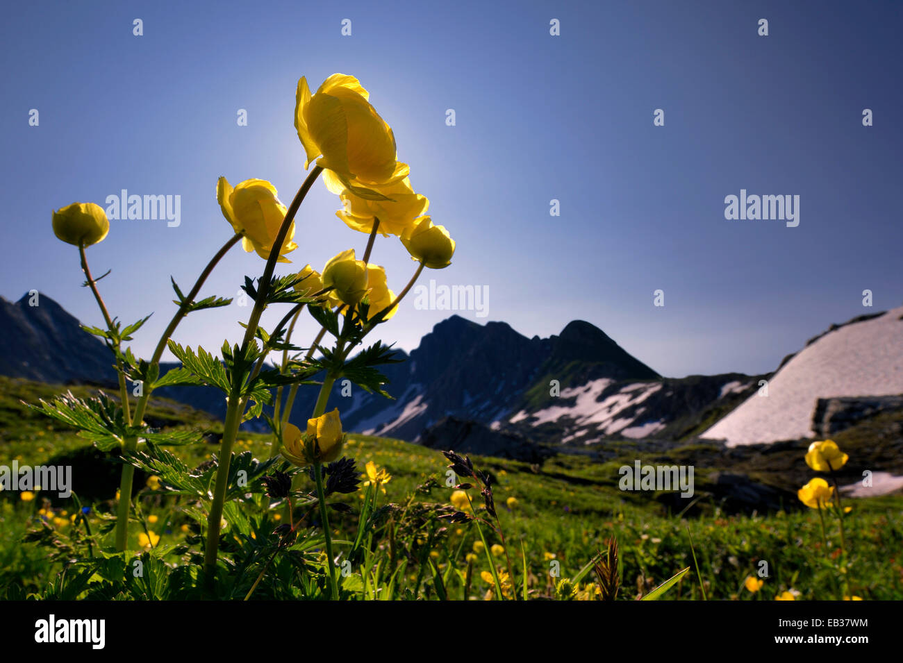 Globe Flowers (Trollius europaeus) with a panoramic view of the mountains, Lech valley, Kaisers, Reutte District, Tyrol, Austria Stock Photo
