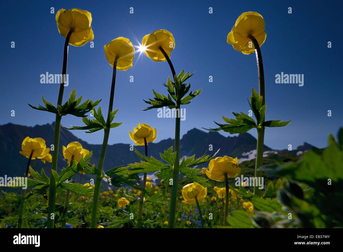 Globe Flowers (Trollius europaeus) with a panoramic view of the mountains with the sun, Lech valley, Kaisers, Reutte District Stock Photo