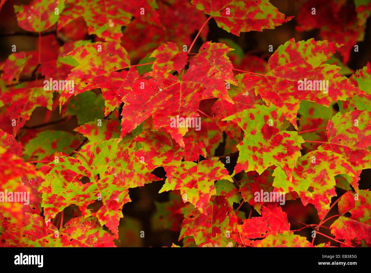 Sugar Maple (Acer saccharum) in autumn colours, Indian Summer, Algonquin Provincial Park, Ontario Province, Canada Stock Photo