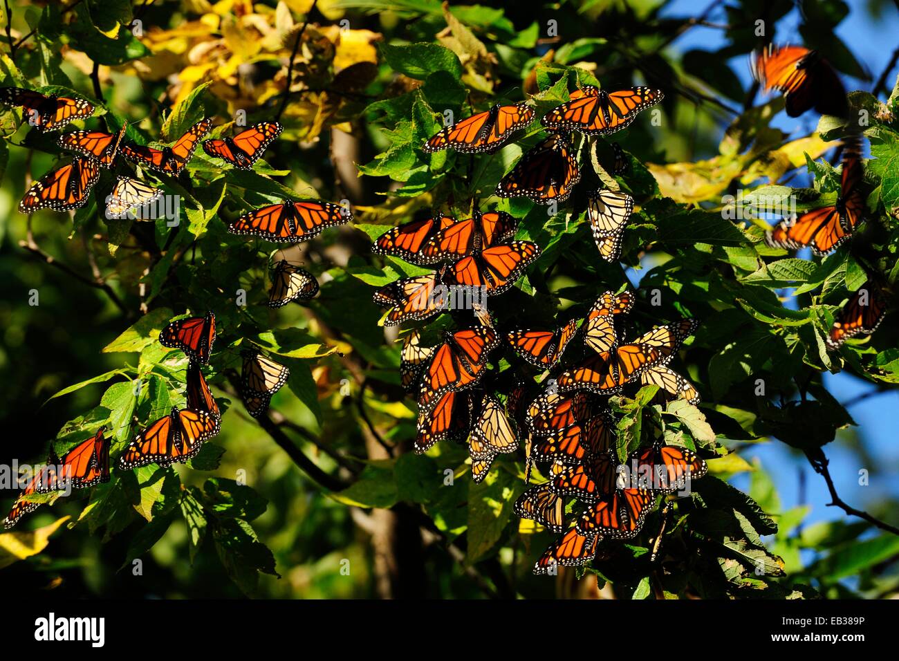Monarch Butterflies (Danaus plexippus) resting during their migration