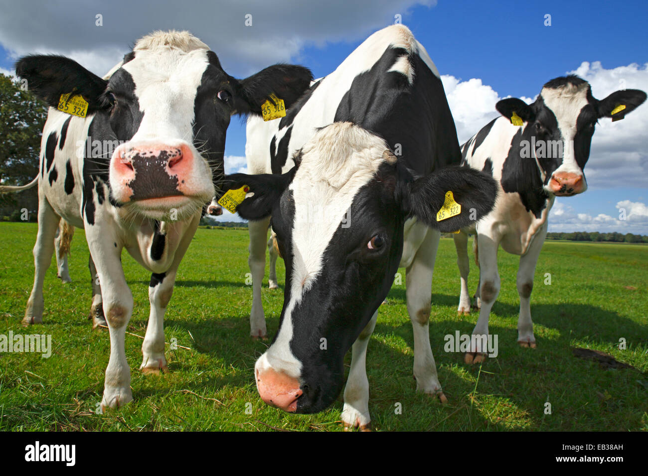 Curious young Friesian dairy cows on a pasture, Nature Reserve Oberalsterniederung, Wakendorf, Schleswig-Holstein, Germany Stock Photo