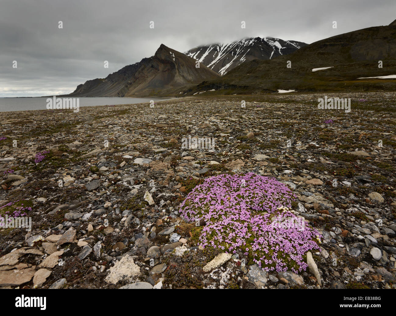 Moss Campion or Cushion Pink (Silene acaulis), Spitsbergen Island, Svalbard Archipelago, Svalbard and Jan Mayen, Norway Stock Photo