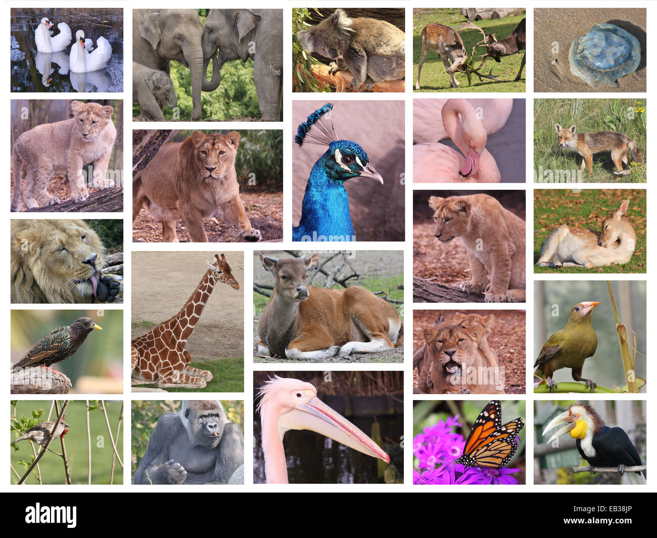 Endangered animals collage hi-res stock photography and images - Alamy