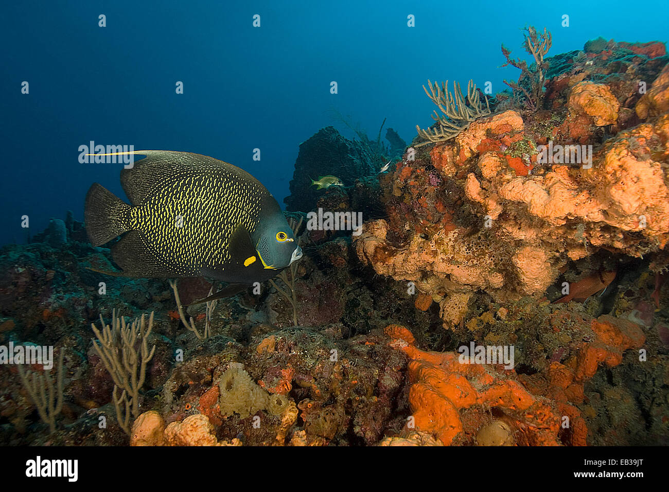 Tropical Angel fish swimming at Key Largo Coral Reef Stock Photo Alamy