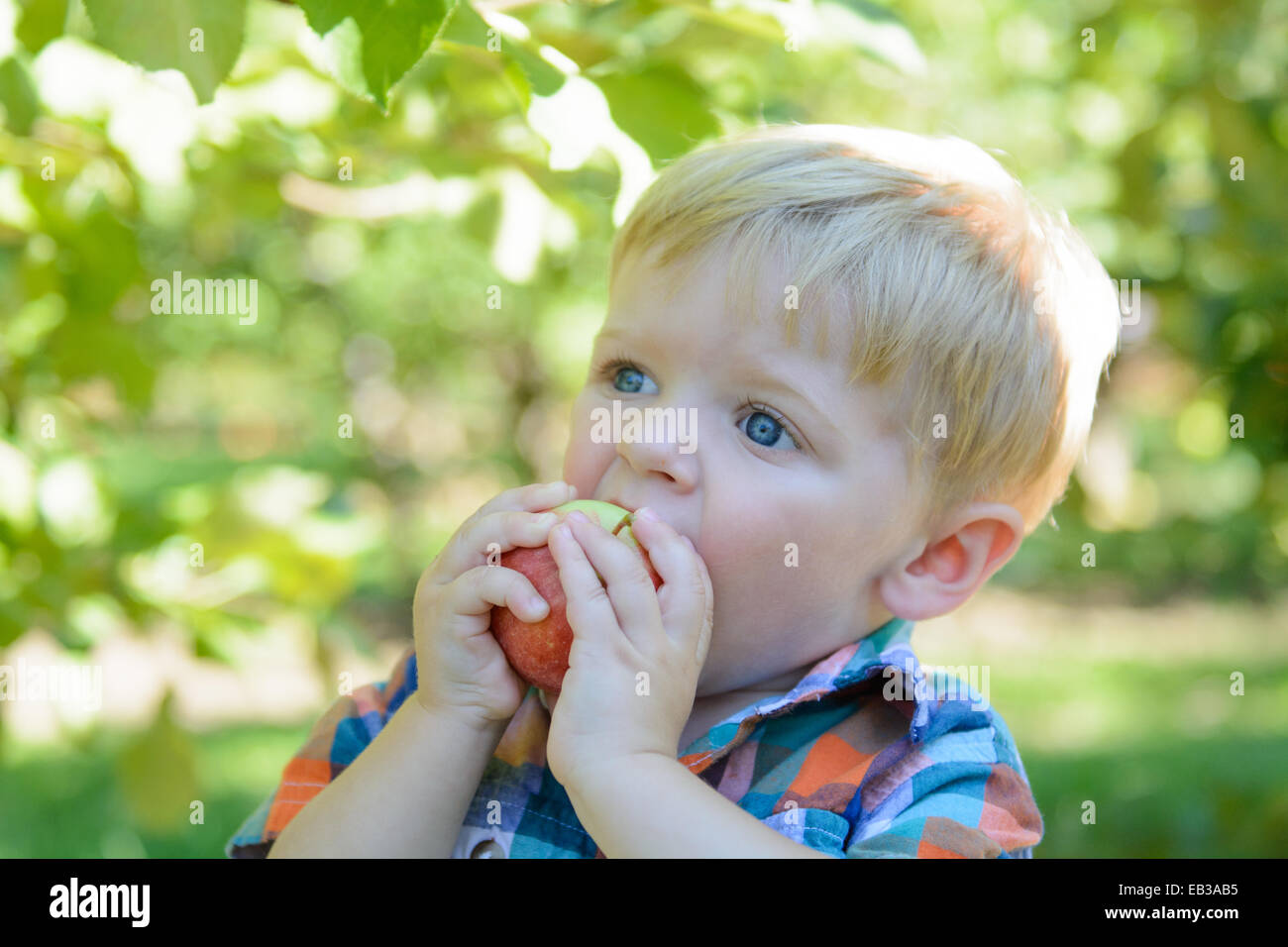 Boy eating apple in orchard Stock Photo