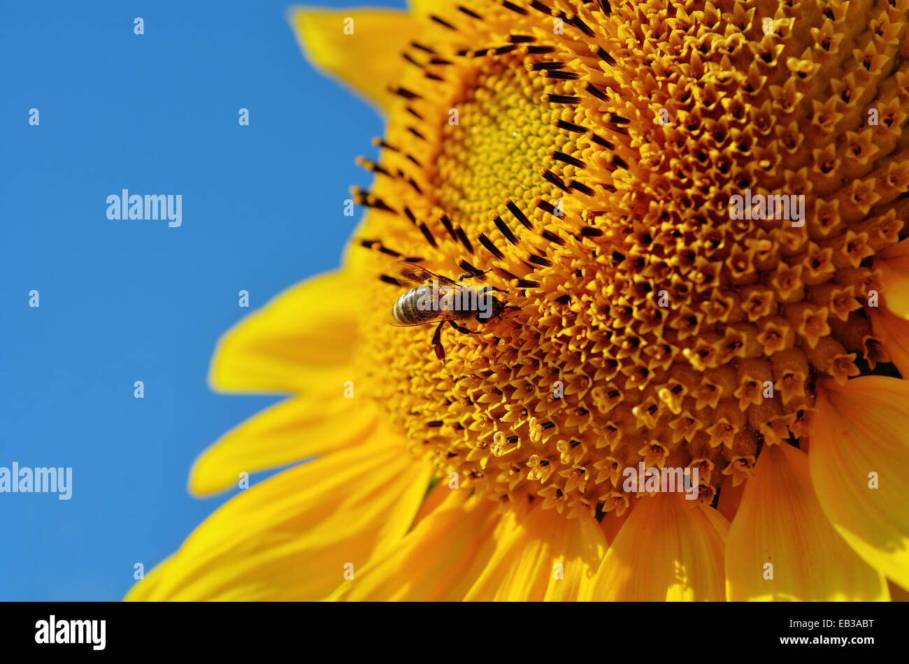 Close-up of bee pollinating a sunflower Stock Photo