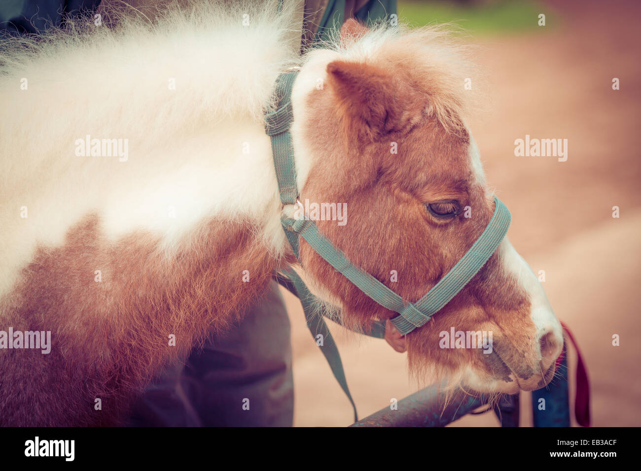 Portrait of a pony wearing a harness, Morocco Stock Photo
