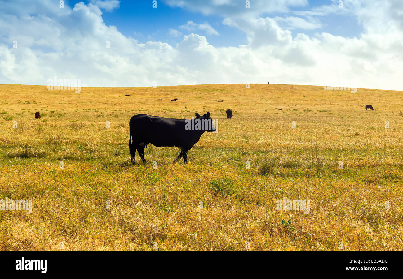 Cows in a field Stock Photo - Alamy