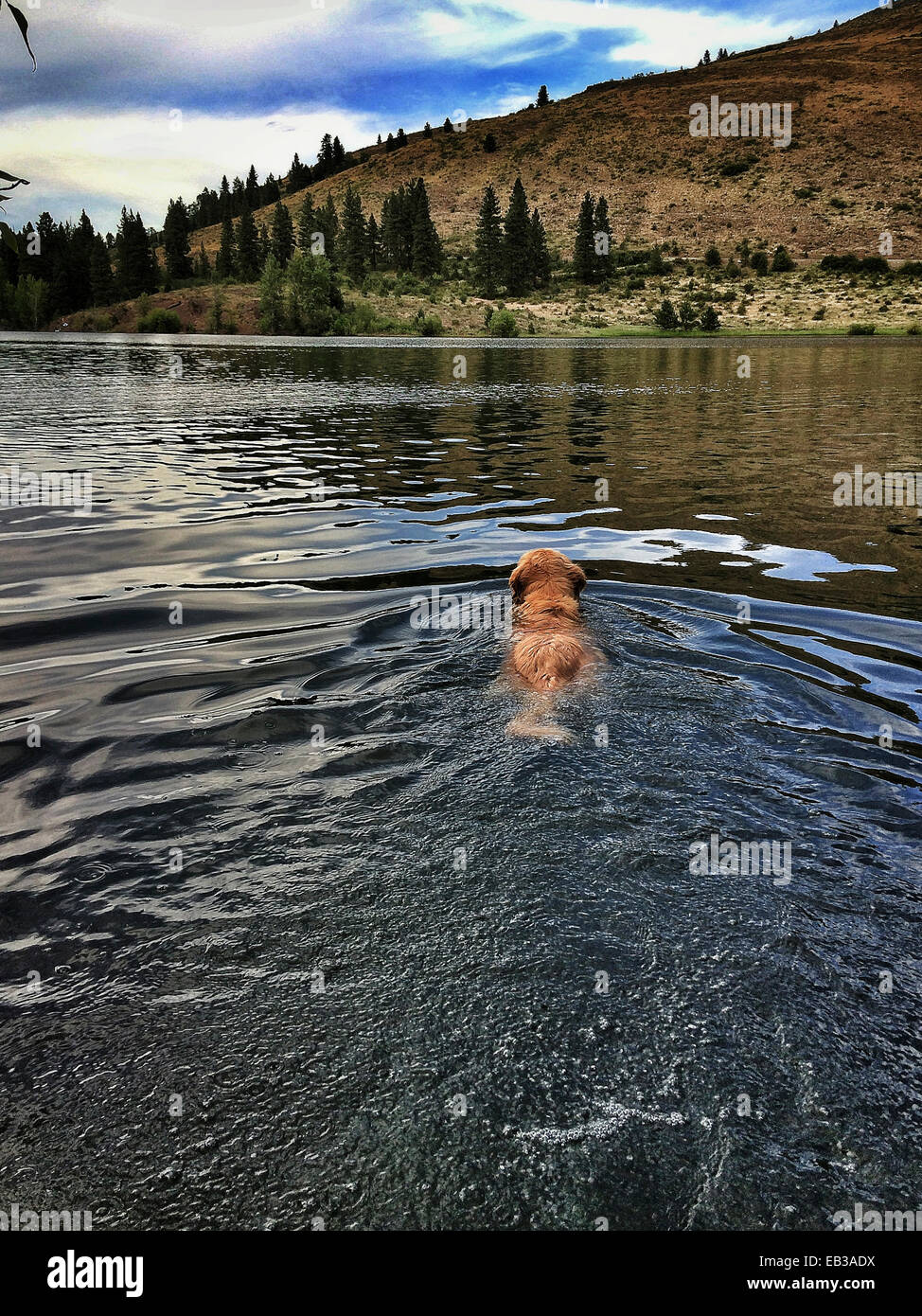 Dog swimming in lake - Smartphone Captured Stock Image