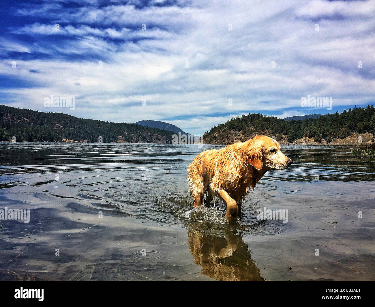 Dog walking out of lake - Smartphone Captured Stock Image