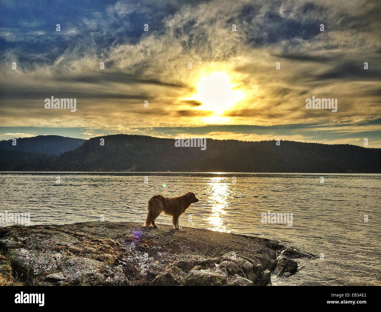 Dog overlooking lake at sunset - Smartphone Captured Stock Image