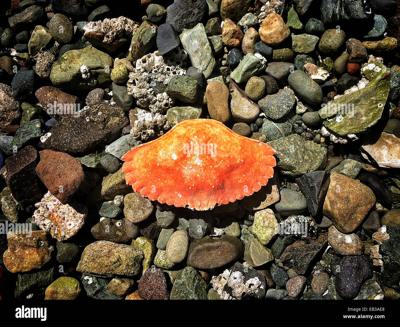Close up of crab shell on rocky beach - Smartphone Captured Stock Image