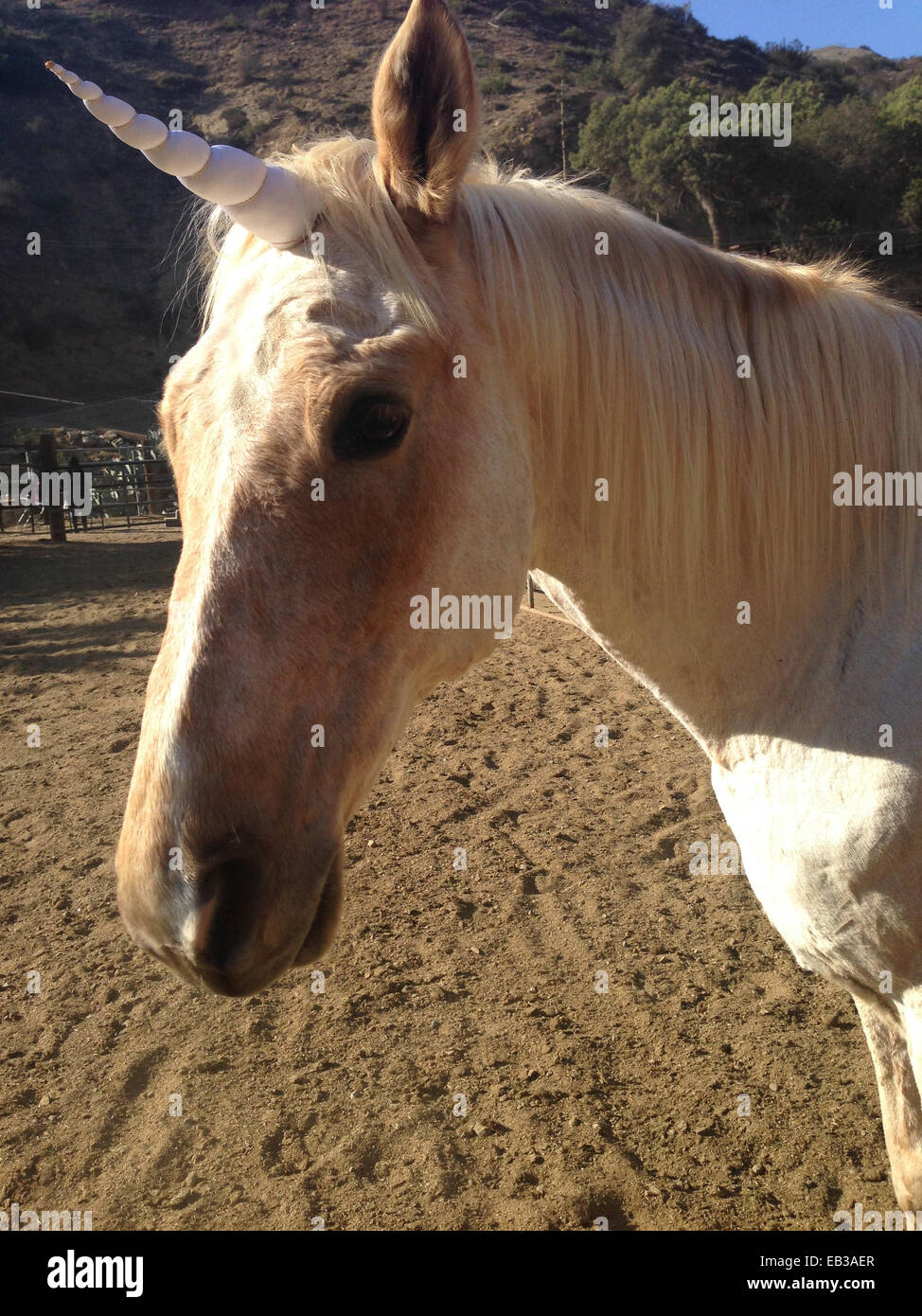 Unicorn standing in pen on ranch - Smartphone Captured Stock Image