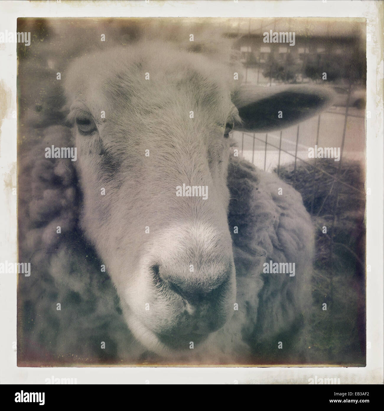 Close up of face of sheep in pen - Smartphone Captured Stock Image