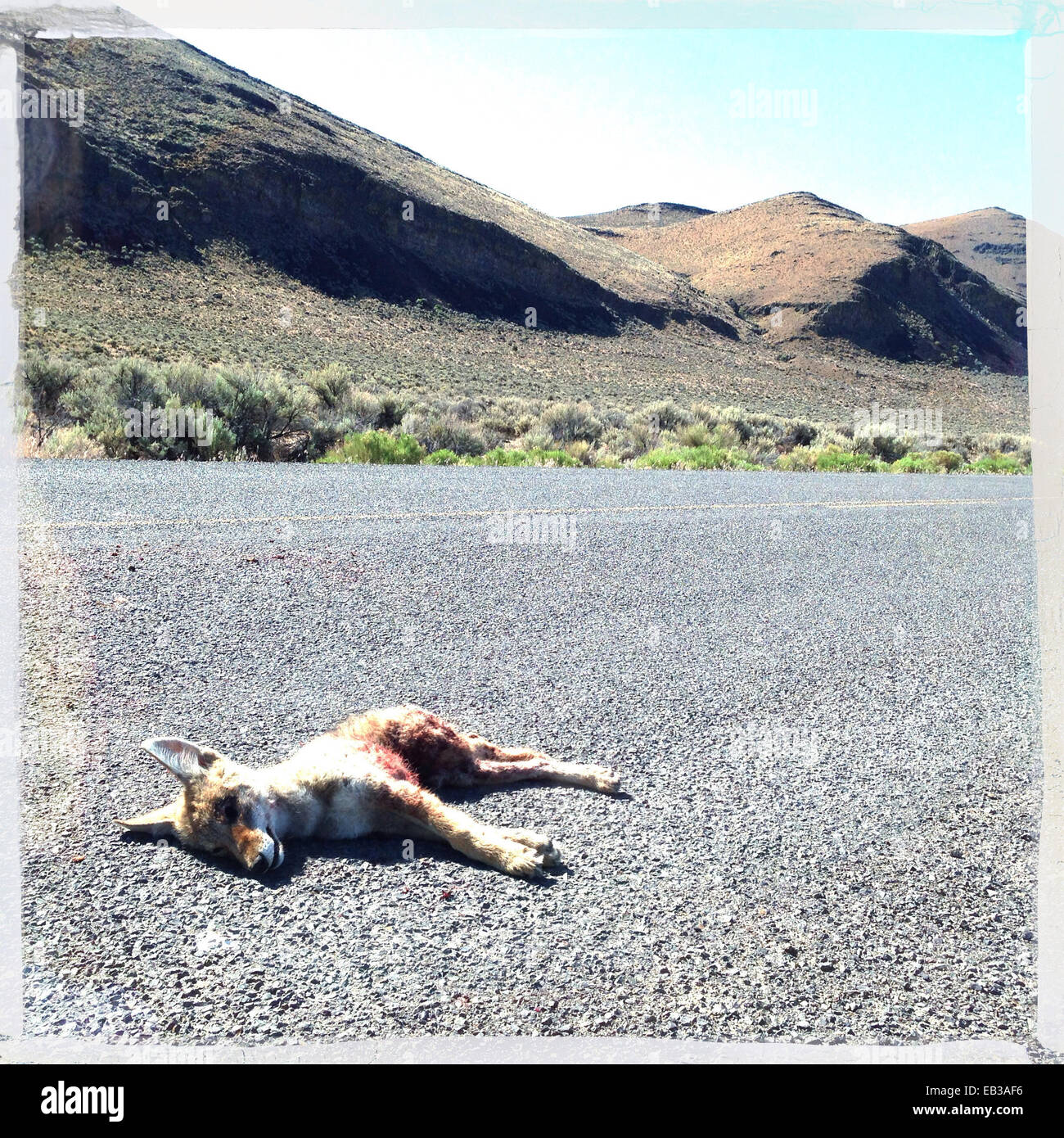 Dead coyote laying on remote road - Smartphone Captured Stock Image