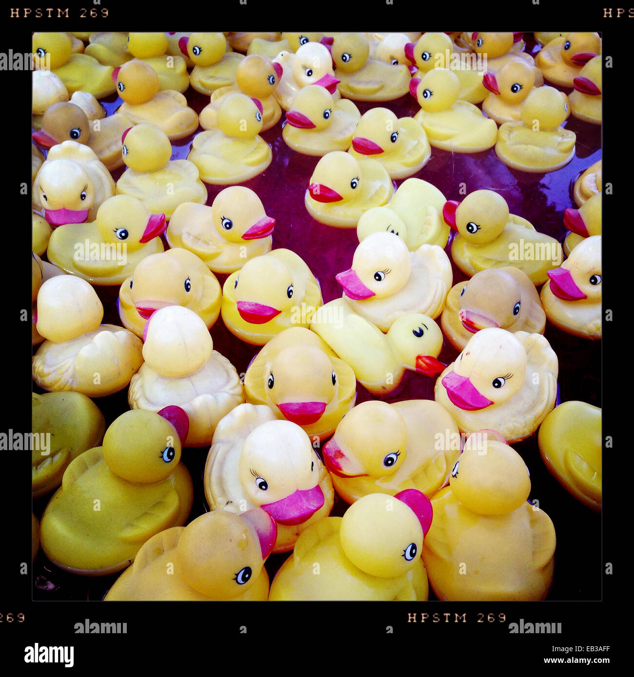 Close up of rubber ducks floating in pool - Smartphone Captured Stock Image
