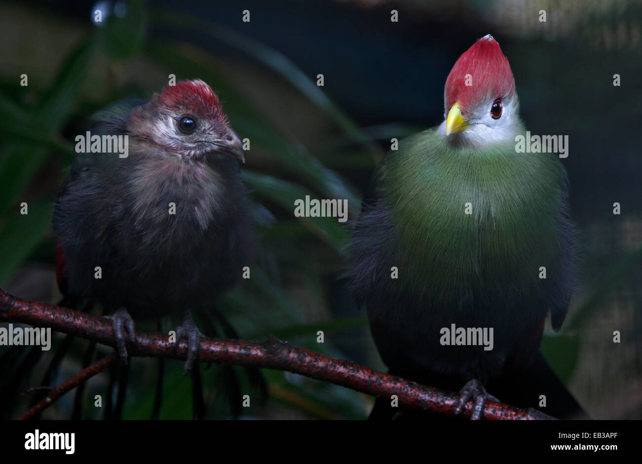 Red Crested Turaco (tauraco erythrolophus) fledgling and adult Stock Photo