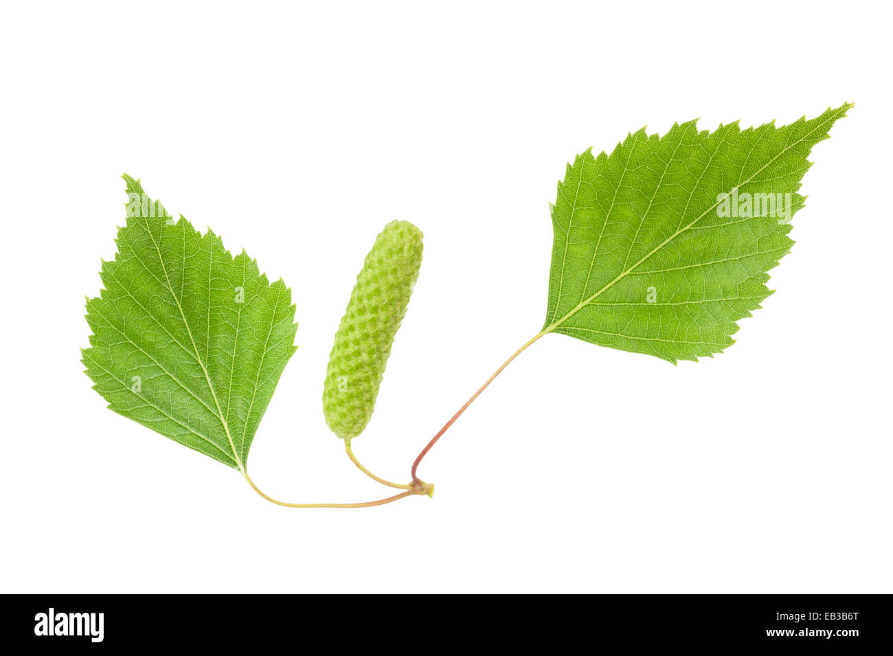 Birch sprig with catkin isolated on white. Stock Photo