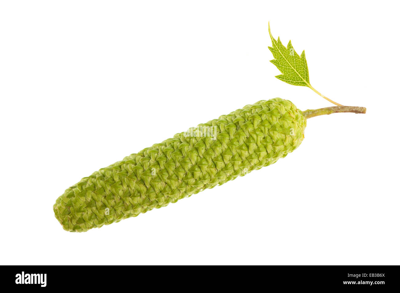 birch catkin with leaf isolated on white Stock Photo