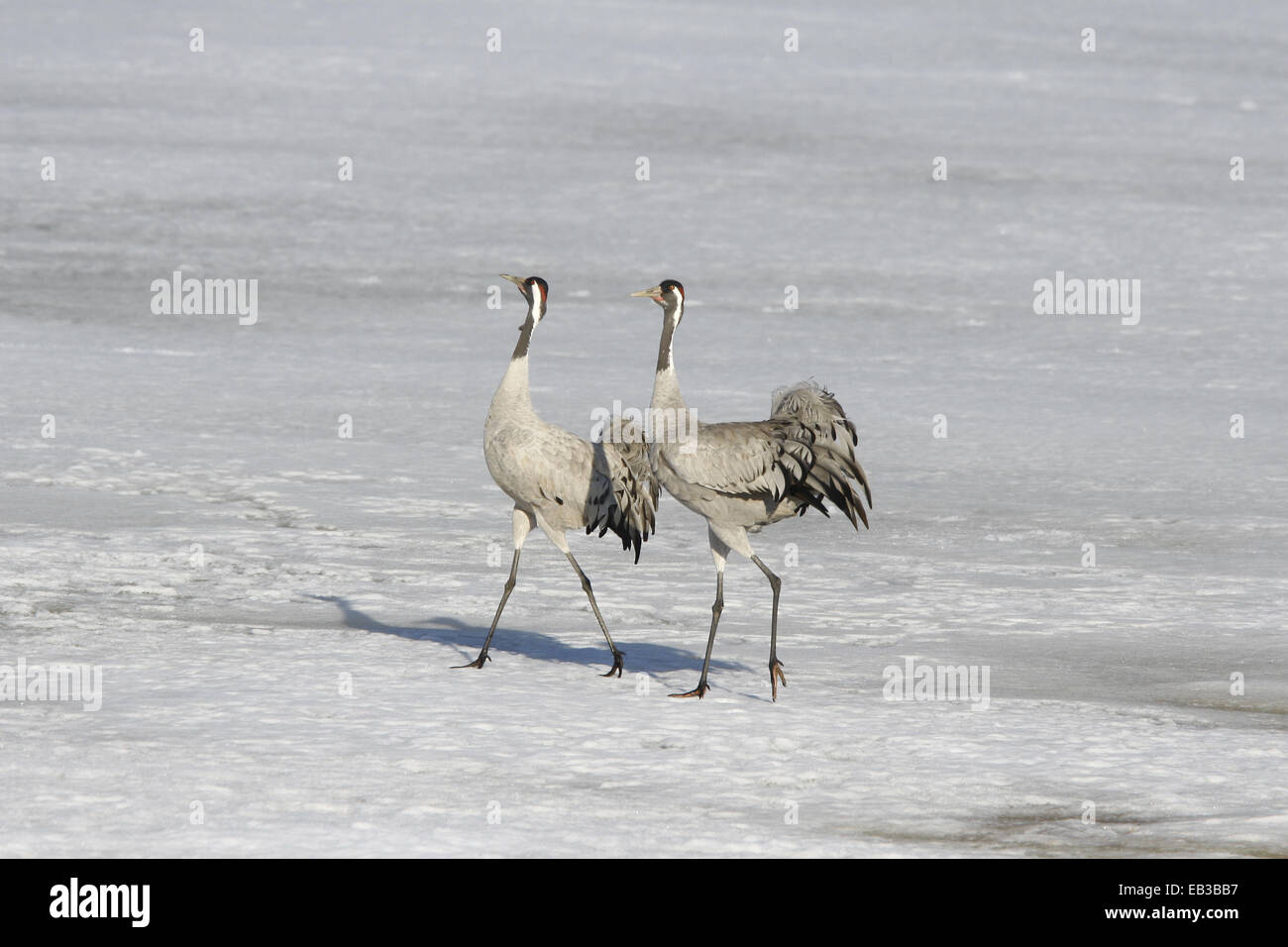 Pair Eurasian Cranes Grus grus on ice Finland Stock Photo