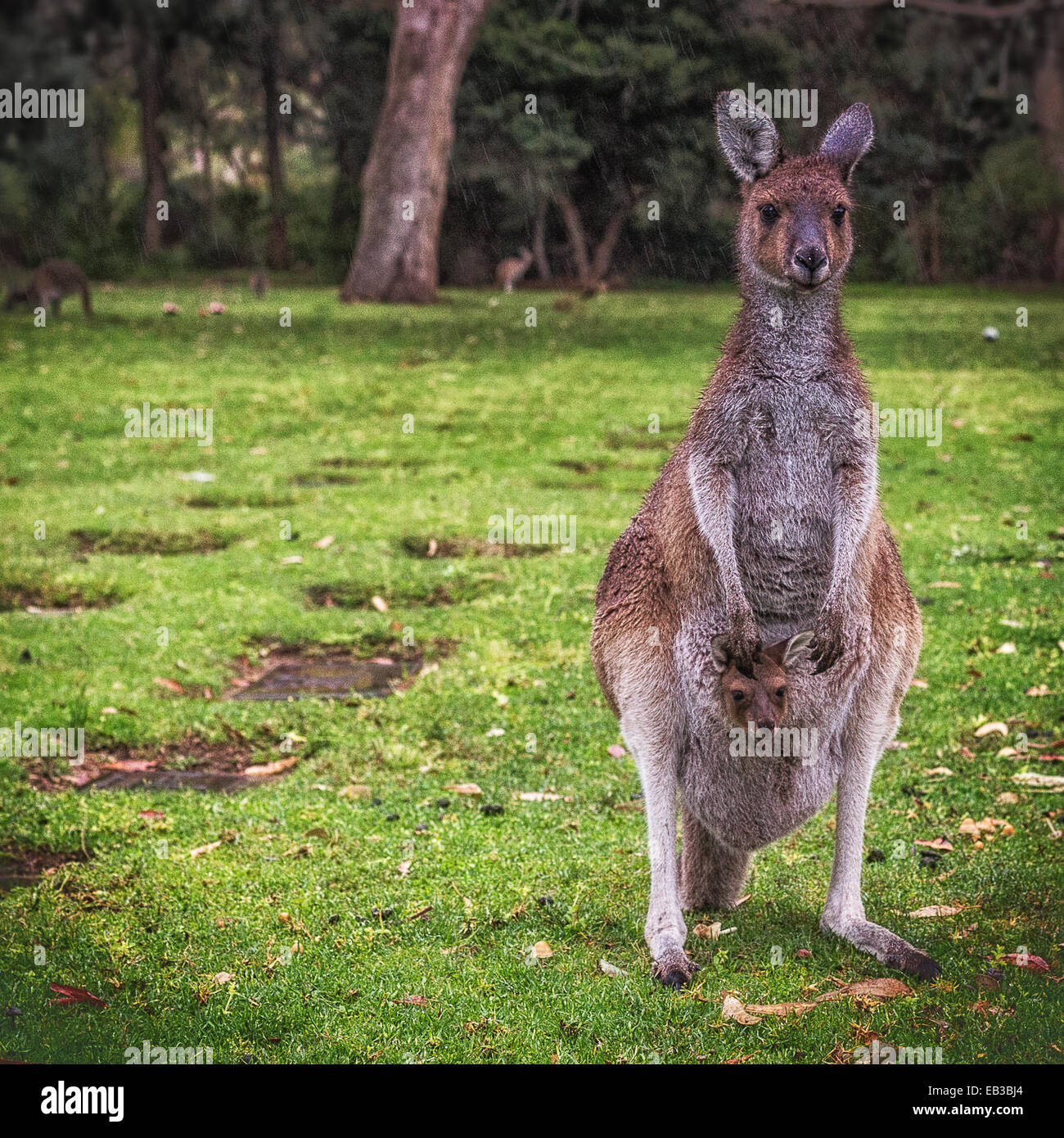 Kangaroo and joey, Australia Stock Photo
